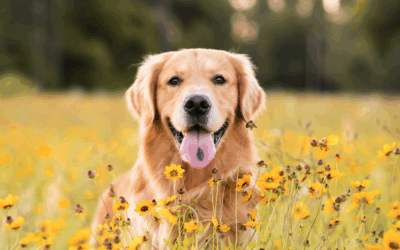 Flea and Tick Season is Here How to Keep Your Dog Protected